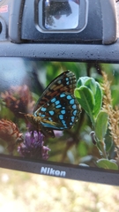 Argynnis adippe