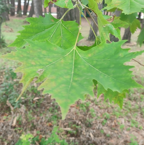 Platana (Platanus)