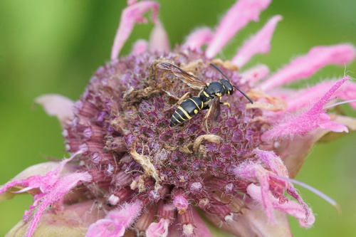 Parancistrocerus leionotus photo 3