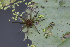 Dolomedes horishanus