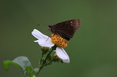 Caltoris cahira austeni