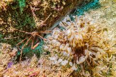 Stenorhynchus debilis