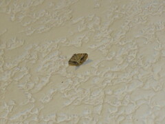 Lepidoptera