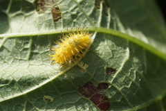 Epilachna varivestis