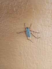 Macrodactylus mexicanus