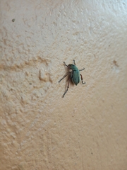 Macrodactylus mexicanus