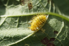 Epilachna varivestis