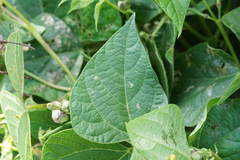 Epilachna varivestis