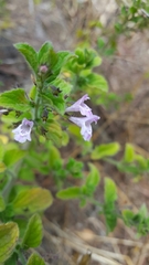 Clinopodium menthifolium ascendens