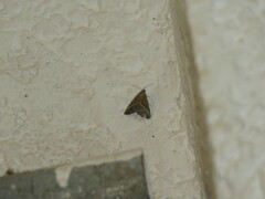Lepidoptera