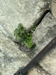 Asplenium ruta-muraria