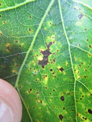 Diplocarpon