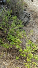 Clinopodium menthifolium ascendens
