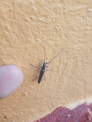 Cerambycidae