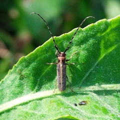 Apagomerella versicolor