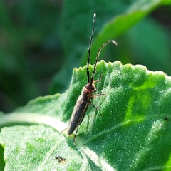 Apagomerella versicolor