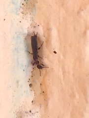 Oligotoma saundersii