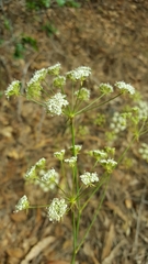 Perideridia kelloggii