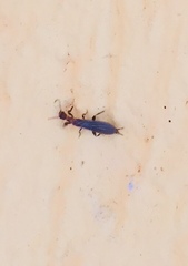 Oligotoma saundersii