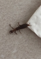 Oligotoma saundersii