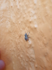 Pantomorus albosignatus