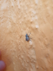 Pantomorus albosignatus