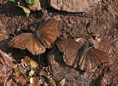 Anisochoria sublimbata