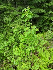 Amelanchier cusickii