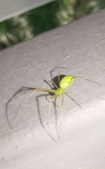 Tetragnatha squamata