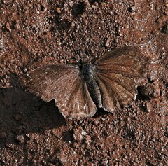 Anisochoria sublimbata