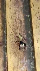 Salticidae