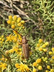 Crossidius suturalis
