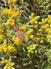 Crossidius suturalis