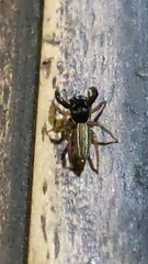 Salticidae
