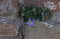 Campanula mollis