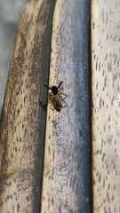 Salticidae