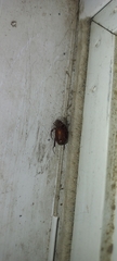 Coleoptera