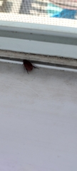 Coleoptera