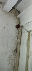 Coleoptera