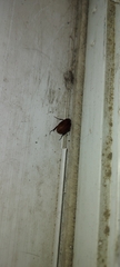 Coleoptera