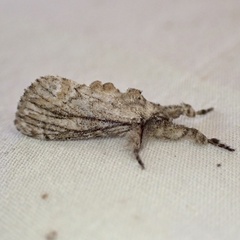 Dasychira atrivenosa