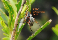 Macrodactylus murinus