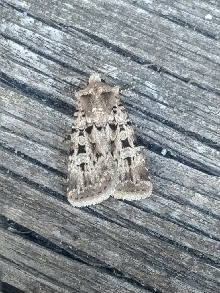 Chersotis multangula