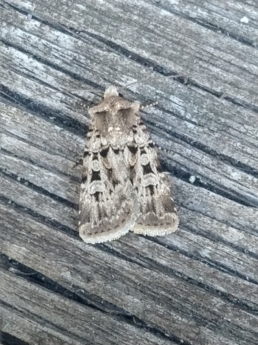 Chersotis multangula Hübner