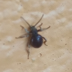 Coleoptera