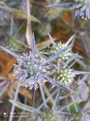 Eryngium caeruleum