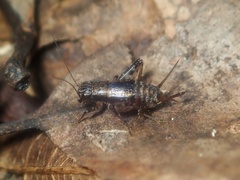 Pteronemobius sulfurariae