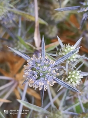 Eryngium caeruleum
