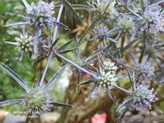 Eryngium caeruleum