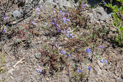 Penstemon laetus